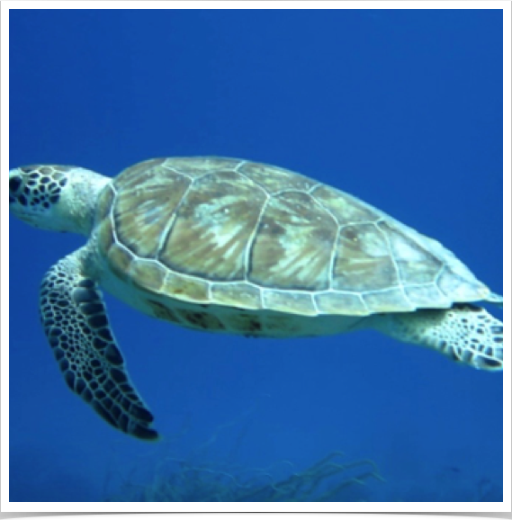 Widespread drift net fishing endangering populations of dolphins, turtles, and other marine animals such as the spiny squat lobster.